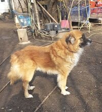 URSU, Hund, Herdenschutzhund-Mix in Rumänien - Bild 5