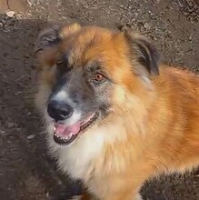 URSU, Hund, Herdenschutzhund-Mix in Rumänien - Bild 7