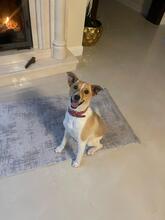 FELLI, Hund, Mischlingshund in Frankfurt - Bild 1