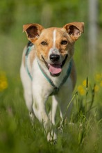 FELLI, Hund, Mischlingshund in Frankfurt - Bild 10