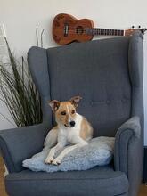 FELLI, Hund, Mischlingshund in Frankfurt - Bild 11
