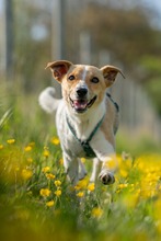 FELLI, Hund, Mischlingshund in Frankfurt - Bild 12