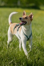 FELLI, Hund, Mischlingshund in Frankfurt - Bild 14