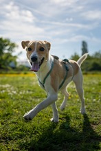 FELLI, Hund, Mischlingshund in Frankfurt - Bild 2