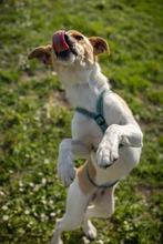 FELLI, Hund, Mischlingshund in Frankfurt - Bild 3