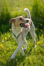 FELLI, Hund, Mischlingshund in Frankfurt - Bild 4