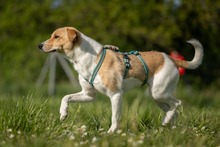 FELLI, Hund, Mischlingshund in Frankfurt - Bild 5