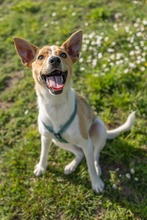 FELLI, Hund, Mischlingshund in Frankfurt - Bild 6