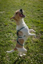 FELLI, Hund, Mischlingshund in Frankfurt - Bild 7