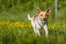 FELLI, Hund, Mischlingshund in Frankfurt - Bild 9
