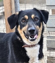 LADY, Hund, Mischlingshund in Rumänien - Bild 7