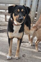 LADY, Hund, Mischlingshund in Rumänien - Bild 8