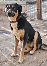 LADY, Hund, Mischlingshund in Rumänien - Bild 9