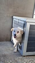 BARKA, Hund, Mischlingshund in Ungarn - Bild 10