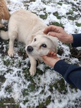 BARKA, Hund, Mischlingshund in Ungarn - Bild 11