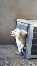 BARKA, Hund, Mischlingshund in Ungarn - Bild 13