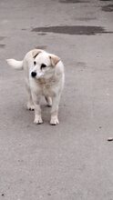 BARKA, Hund, Mischlingshund in Ungarn - Bild 8