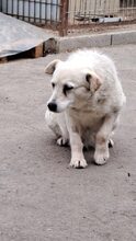BARKA, Hund, Mischlingshund in Ungarn - Bild 9