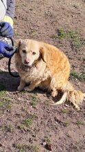 DERIA, Hund, Mischlingshund in Ungarn - Bild 6