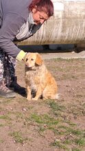 DERIA, Hund, Mischlingshund in Ungarn - Bild 7