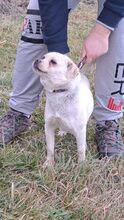 GOMB, Hund, Mischlingshund in Ungarn - Bild 10