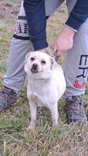 GOMB, Hund, Mischlingshund in Ungarn - Bild 6