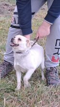 GOMB, Hund, Mischlingshund in Ungarn - Bild 7