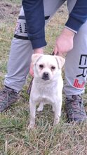 GOMB, Hund, Mischlingshund in Ungarn - Bild 8