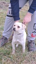 GOMB, Hund, Mischlingshund in Ungarn - Bild 9