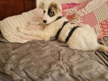 IKARUS, Hund, Mischlingshund in Coswig - Bild 12