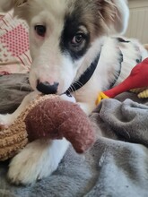 IKARUS, Hund, Mischlingshund in Coswig - Bild 3
