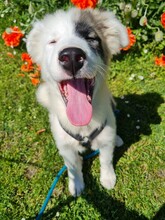 IKARUS, Hund, Mischlingshund in Coswig - Bild 6