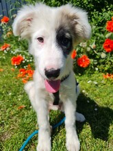 IKARUS, Hund, Mischlingshund in Coswig - Bild 7
