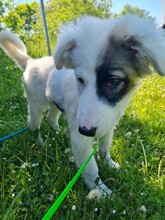 IKARUS, Hund, Mischlingshund in Coswig - Bild 8