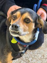 ZEUS, Hund, Mischlingshund in Spanien - Bild 6