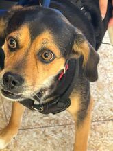 ZEUS, Hund, Mischlingshund in Spanien - Bild 8
