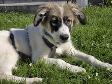 IMME, Hund, Mischlingshund in Crawinkel - Bild 1
