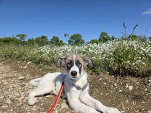 IMME, Hund, Mischlingshund in Crawinkel - Bild 11