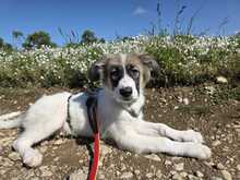 IMME, Hund, Mischlingshund in Crawinkel - Bild 3