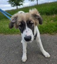 IMME, Hund, Mischlingshund in Crawinkel - Bild 5