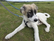 IMME, Hund, Mischlingshund in Crawinkel - Bild 7