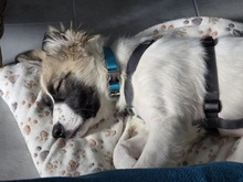 IMME, Hund, Mischlingshund in Crawinkel - Bild 8