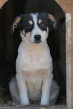 KAAMI, Hund, Mischlingshund in Rumänien - Bild 10