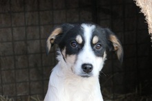 KAAMI, Hund, Mischlingshund in Rumänien - Bild 11