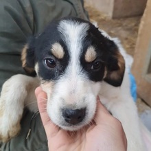 KAAMI, Hund, Mischlingshund in Rumänien - Bild 12