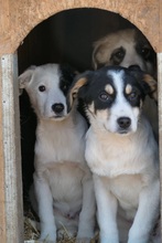 KAAMI, Hund, Mischlingshund in Rumänien - Bild 9