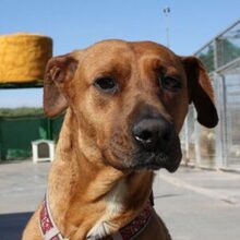 MOLY, Hund, Rhodesian Ridgeback-Mix in Spanien