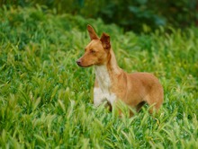 ALLYSON, Hund, Podenco-Mix in Spanien - Bild 10