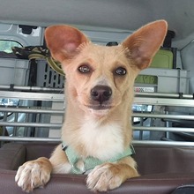 REMI, Hund, Terrier-Mix in Kirchhundem - Bild 1
