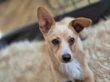 REMI, Hund, Terrier-Mix in Kirchhundem - Bild 10